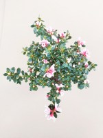 azalea rosa blanca